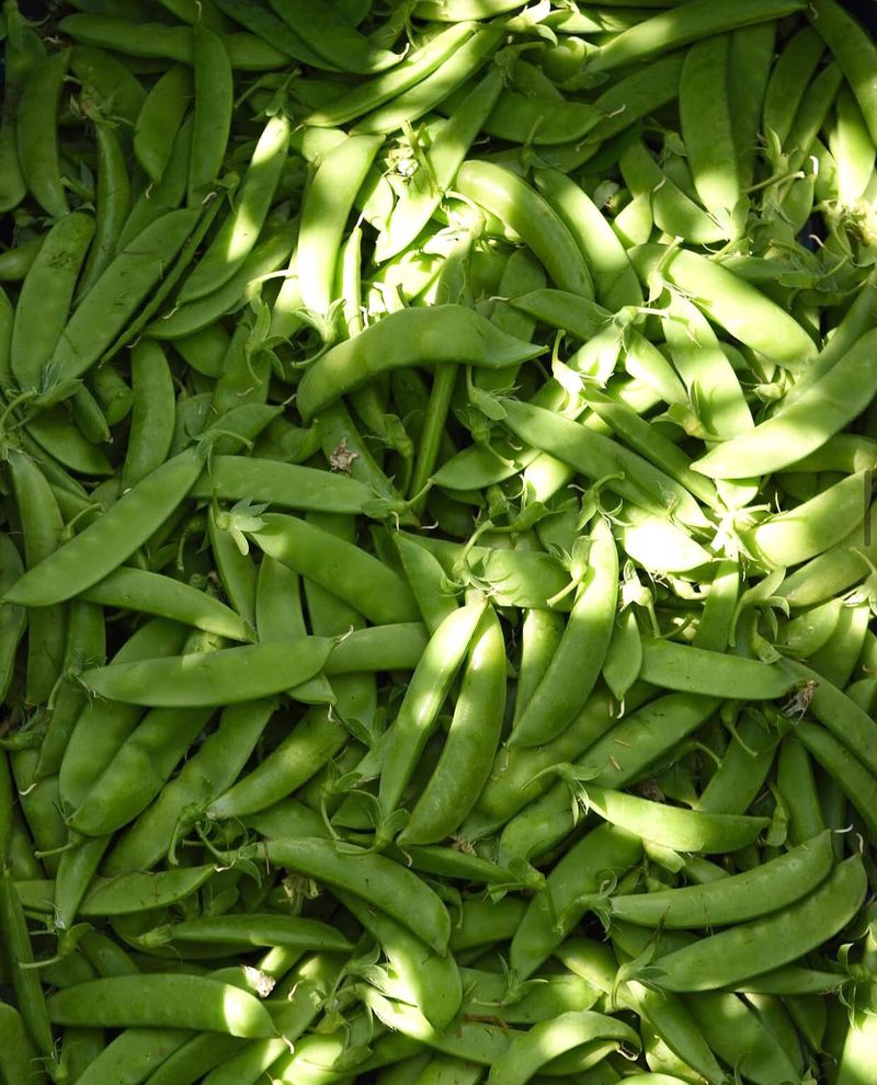 Peas For Both Pods And Shoots