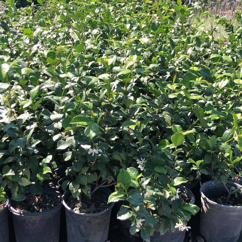 Cotoneaster 'Lowfast'