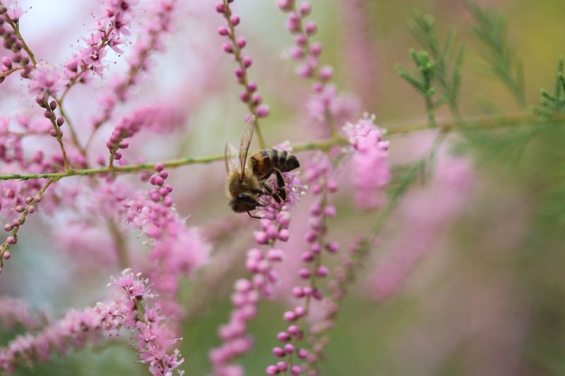 Tamarisk