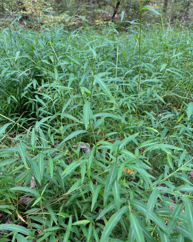 Japanese Stiltgrass