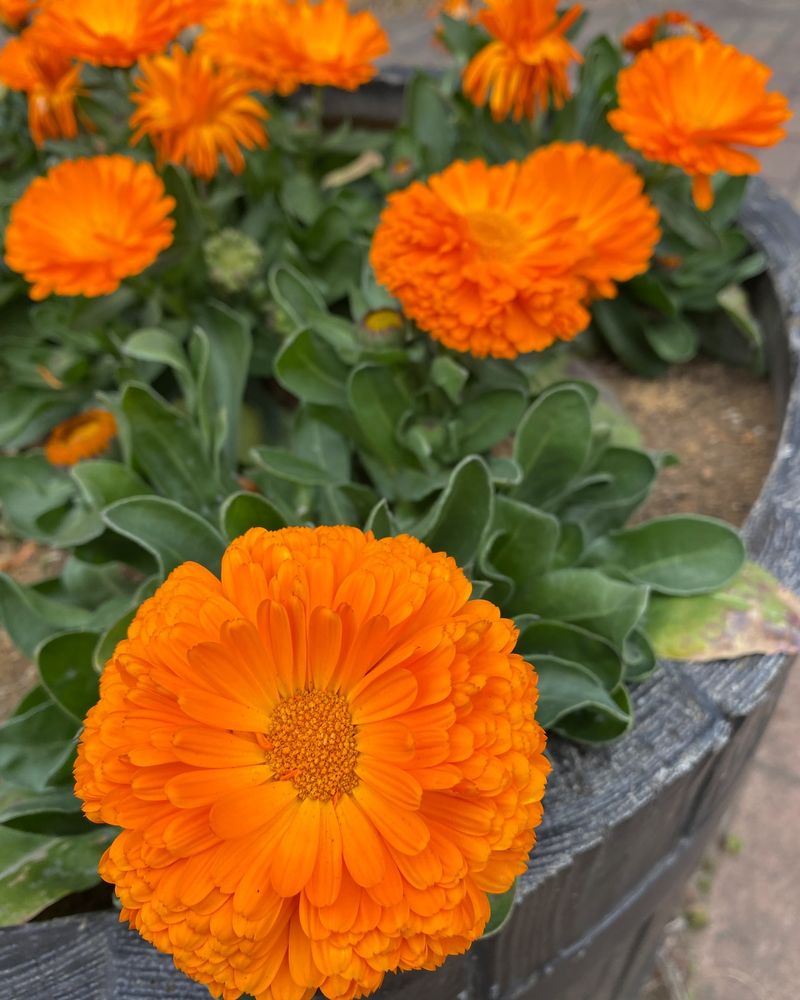 Calendula's Magic Around Leafy Greens