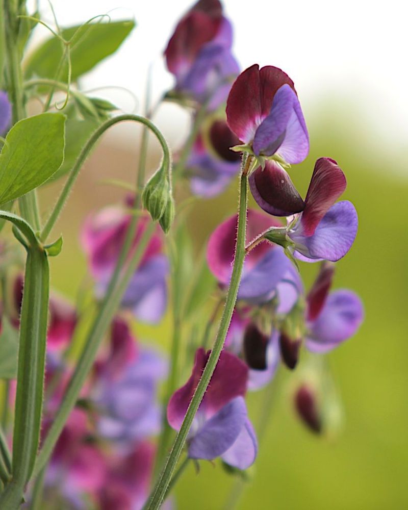 Sweet Peas For Fragrant Climbing Vines