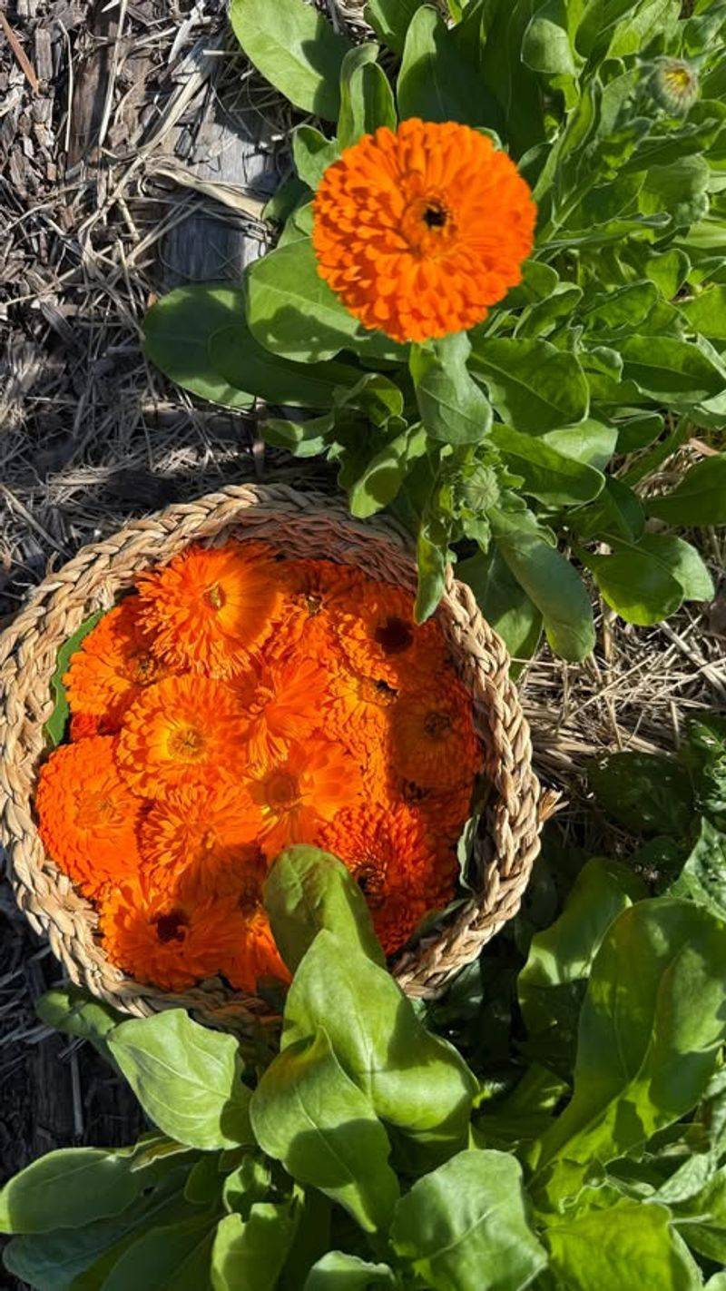 Calendula: Sunshine In Small Spaces