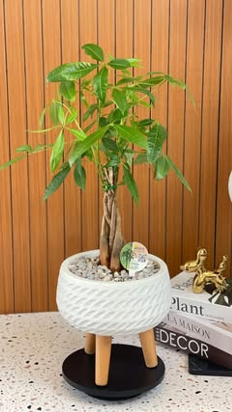 Money Tree