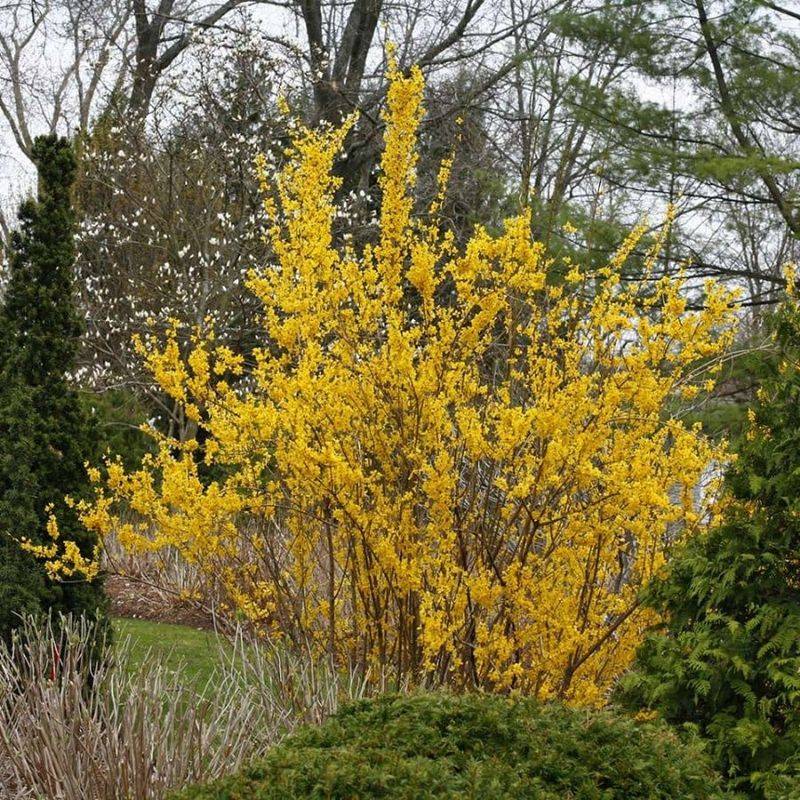 Reliable Forsythia For Early Spring Gold