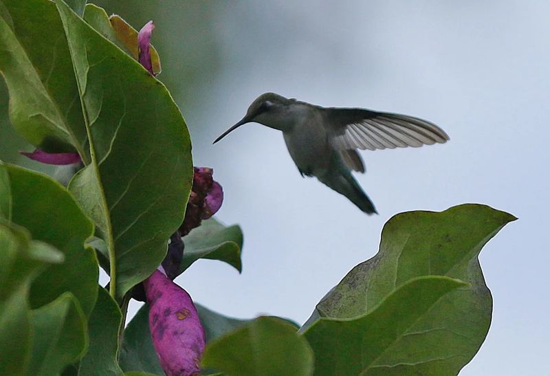 Hummingbird Hotspot With Surprising Benefits