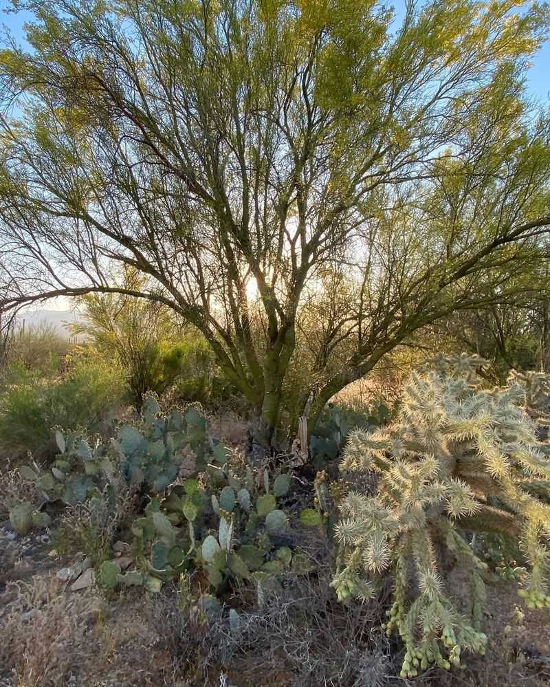 Beneficial Beetle Habitat