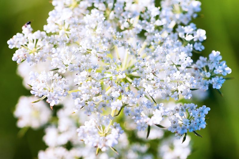 Elegant Queen Anne's Lace