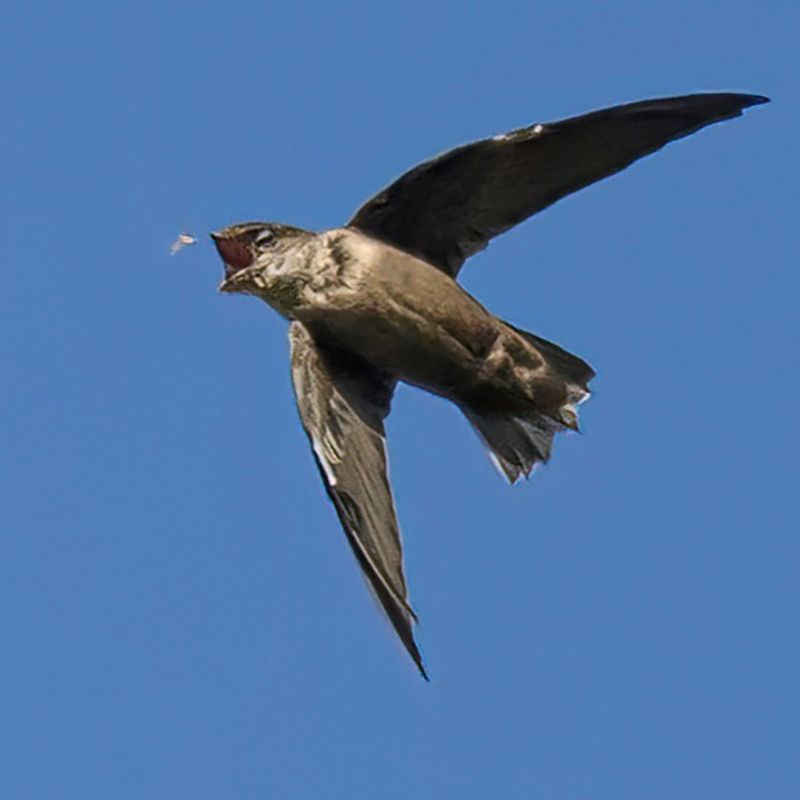 Chimney Swifts