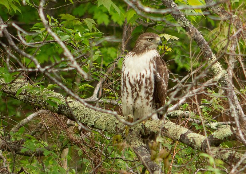Red-Tailed Hawks: Garden Guardians