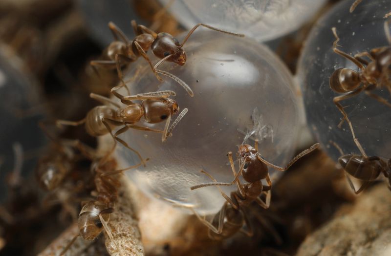 Argentine Ants: Relentless Garden Invaders