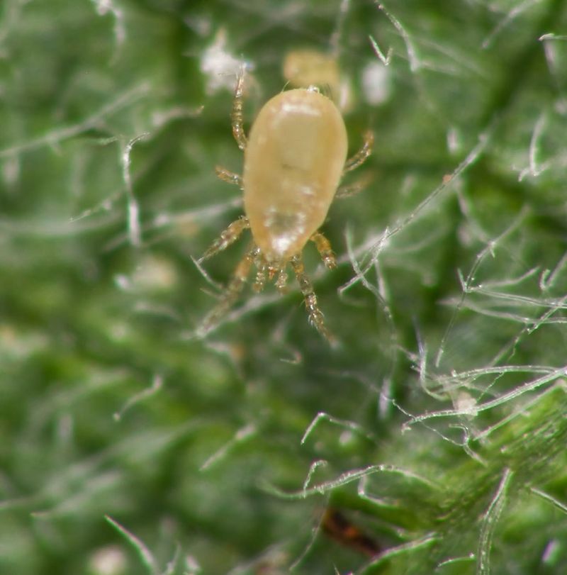 Predatory Mites