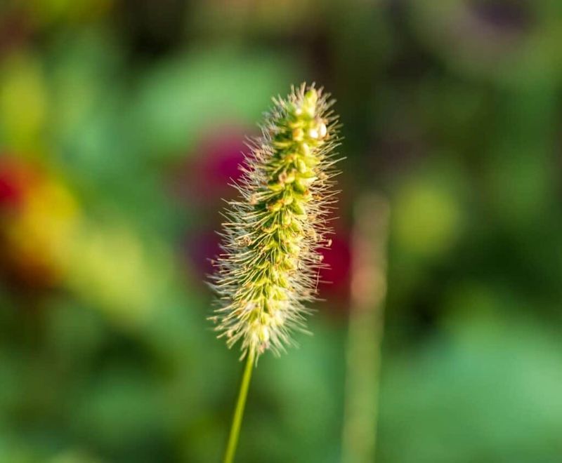 Safflower: The Selective Seed Source