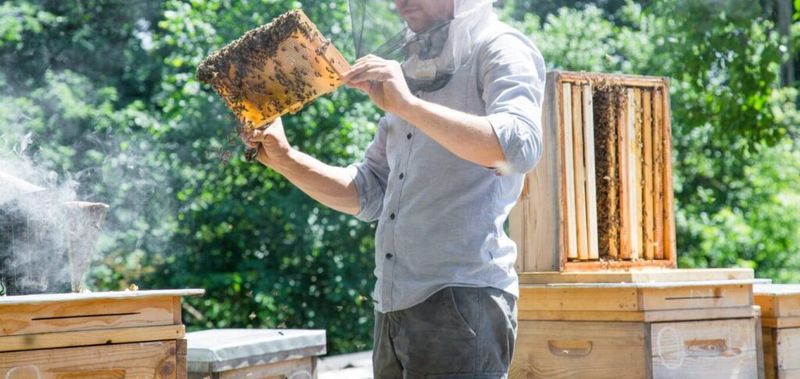 Suburban Beekeeping Boosts Local Pollination