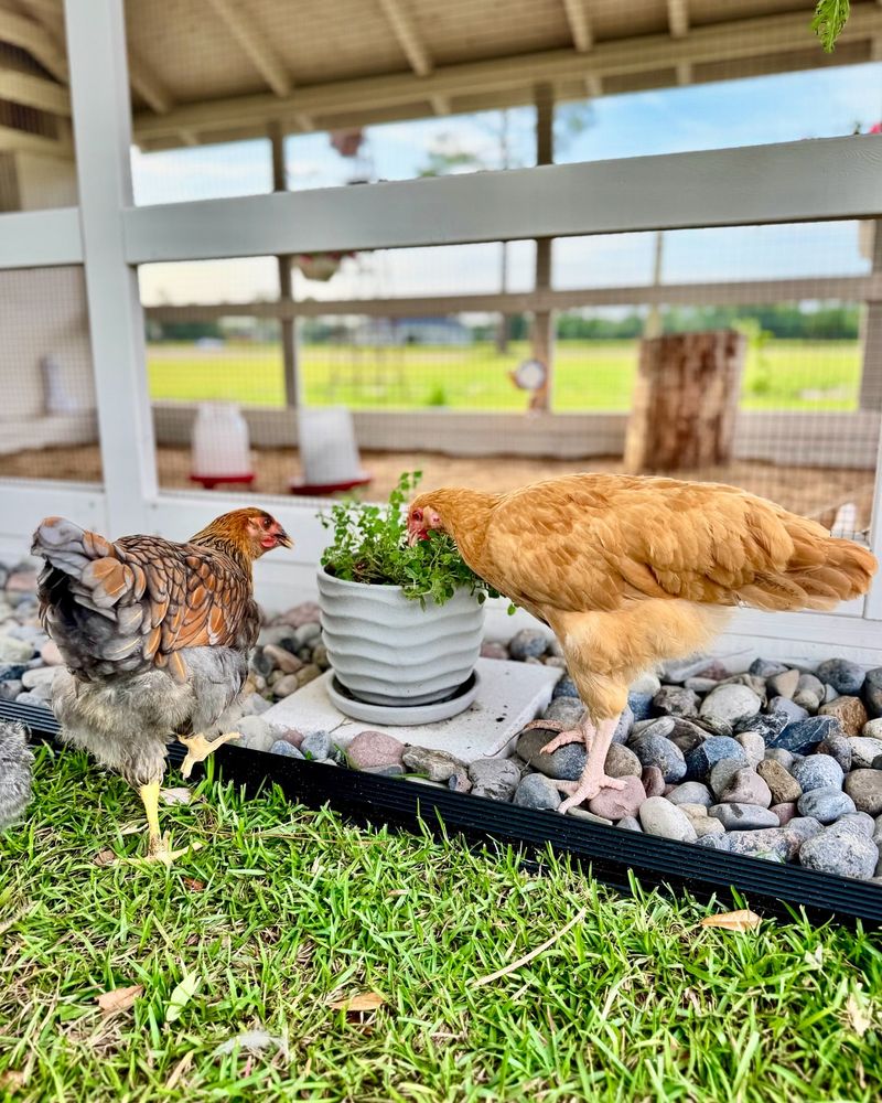 Backyard Chickens