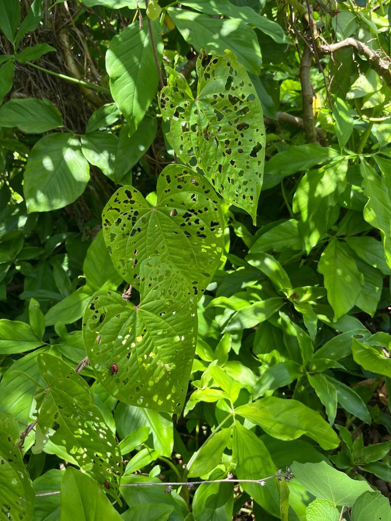 Biological Controls