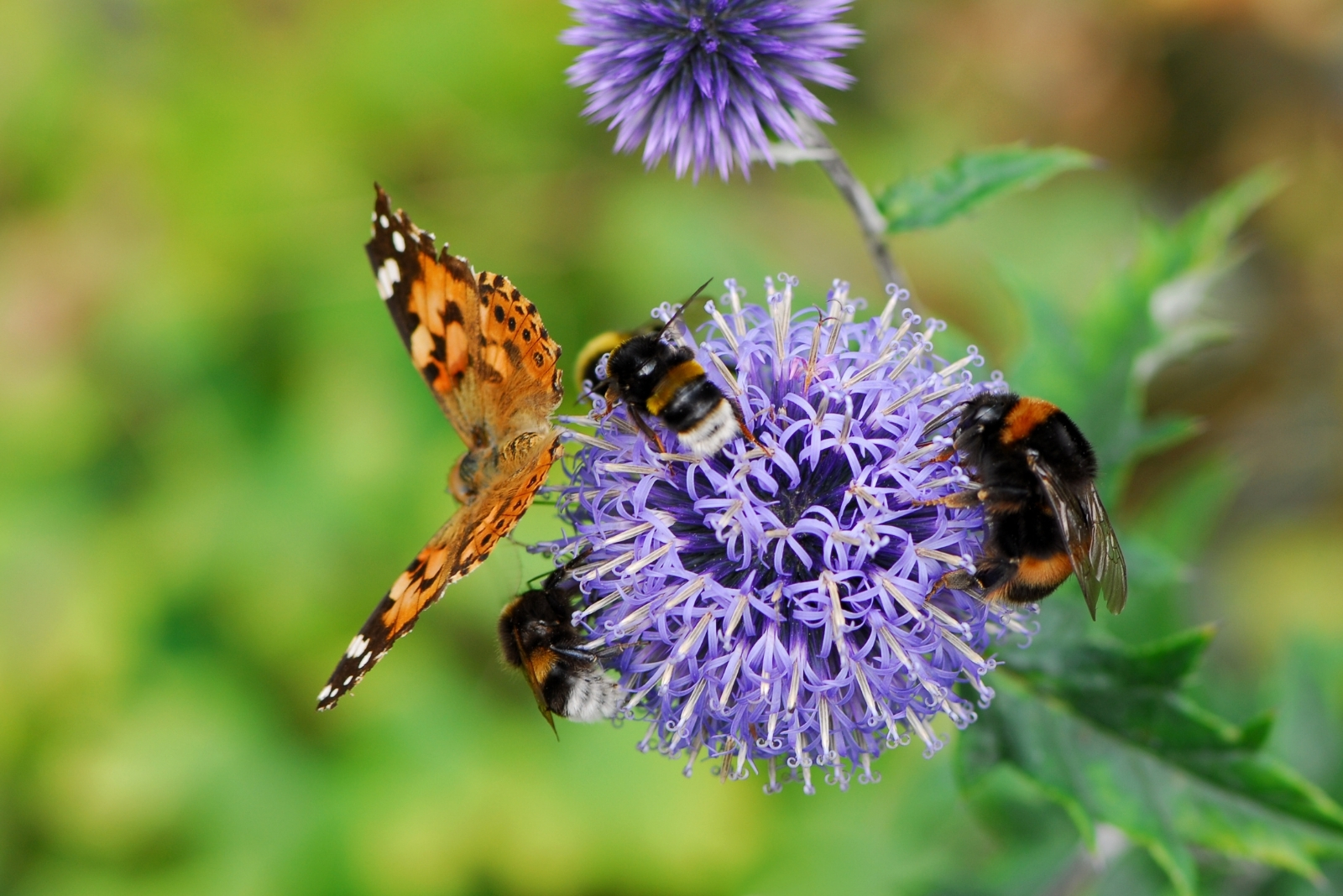 Native Plants That Attract Pollinators In Midwest Gardens
