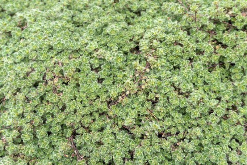 Ground-Hugging Thyme