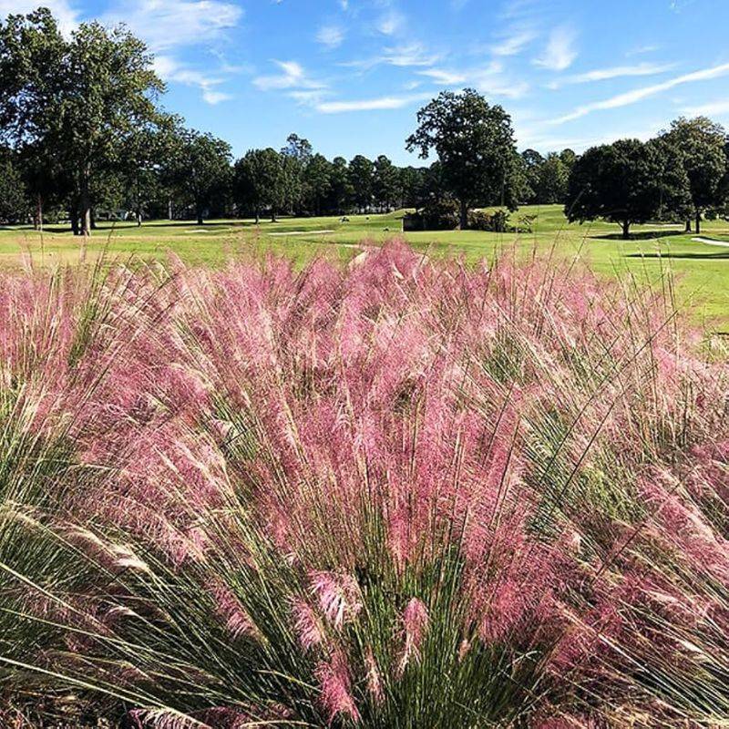 Dwarf Muhly Grass Meadow