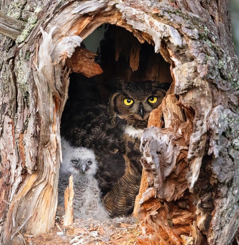 Owl Nests