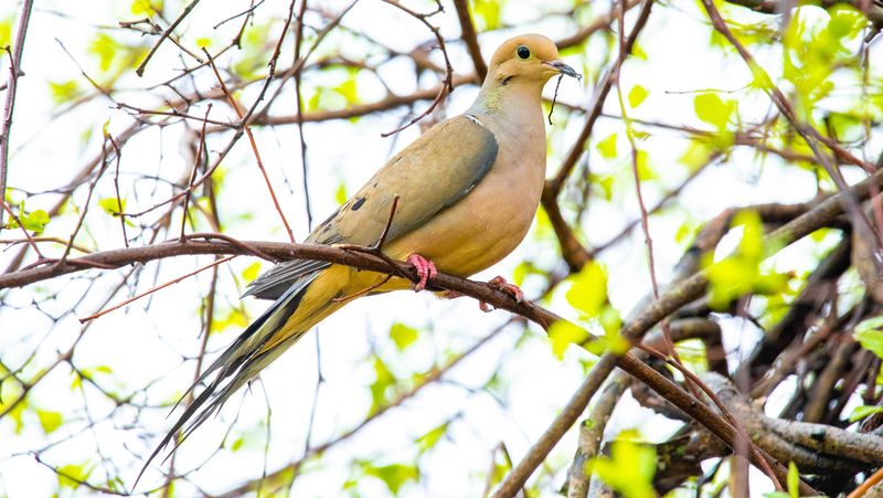Millet: The Dove Magnet