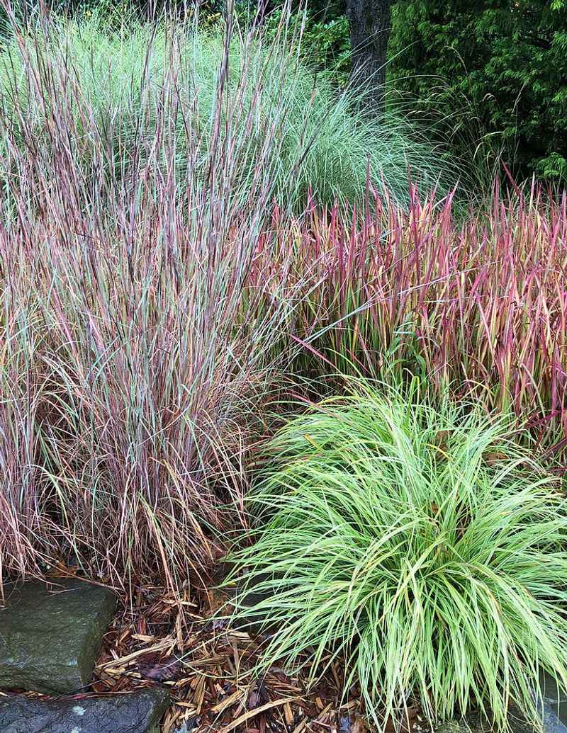 Ornamental Bunch Grasses