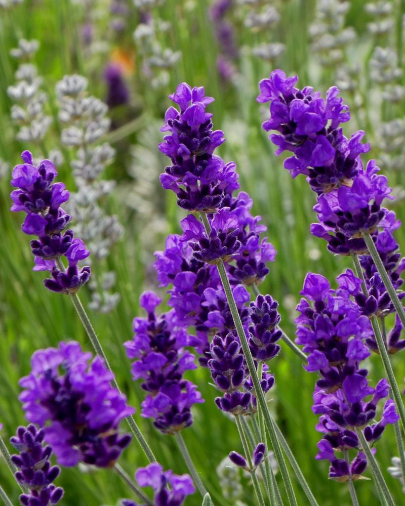 Low-Maintenance Perennial