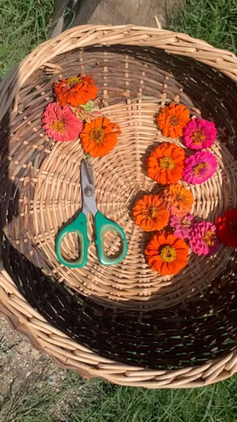 Pressed Flower Art