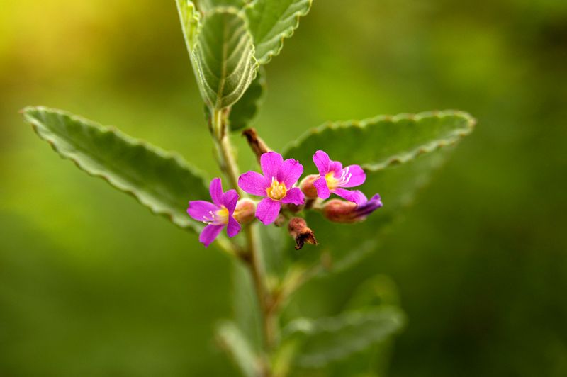 Long Blooming Period Extends Wildlife Benefits