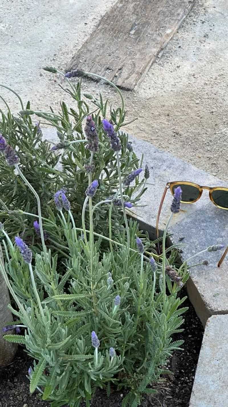 Drought-Tolerant Beauty