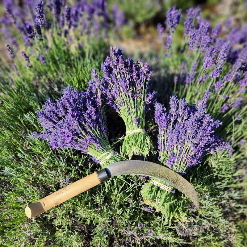Stress-Busting Fragrance