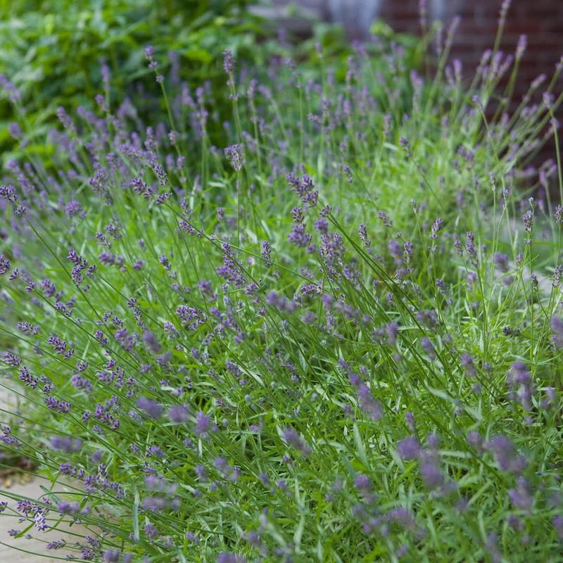 Drought-Tolerant Beauty