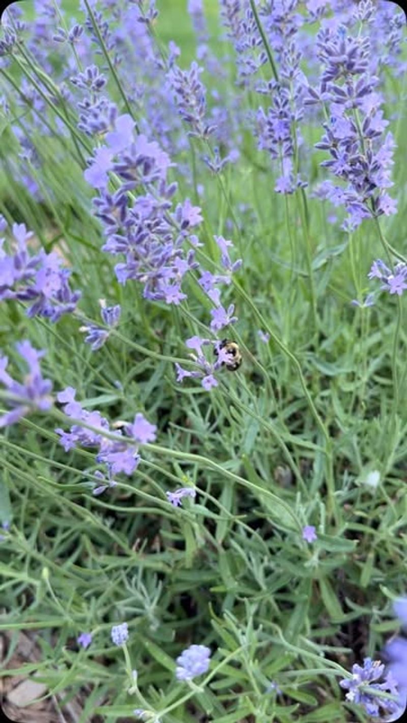 Drought-Resistant For Water Conservation