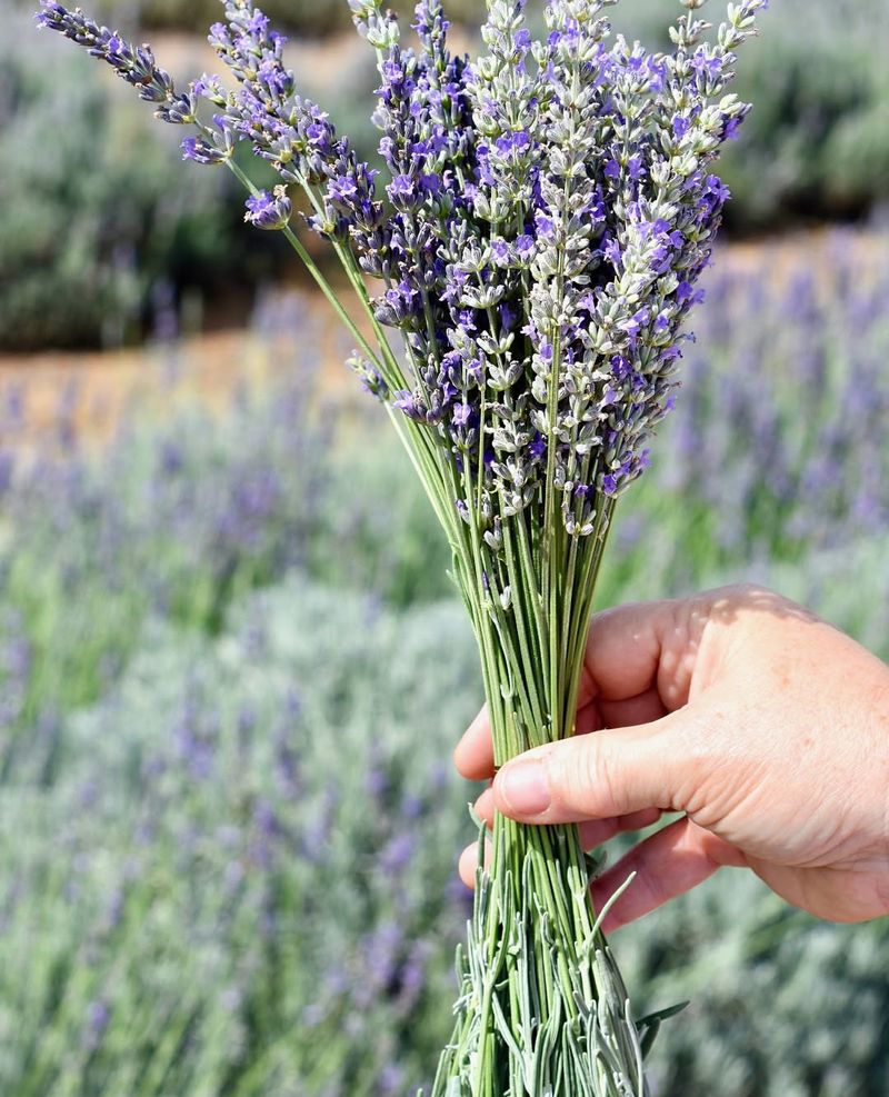 Drought-Resistant Beauty