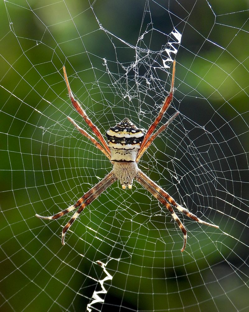 Distinctive Web Patterns