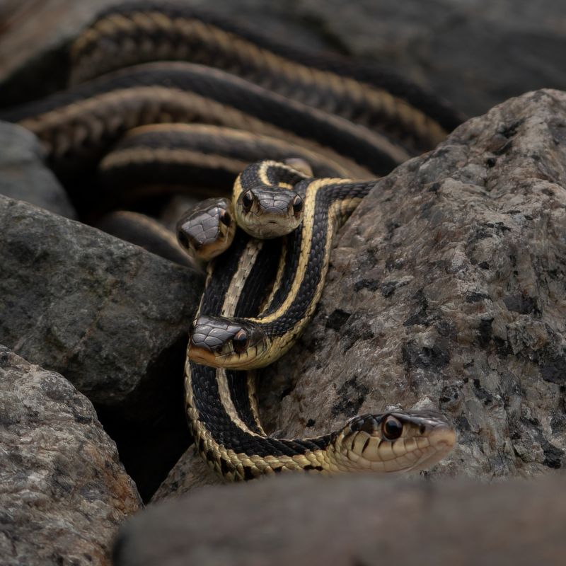 Distinctive Markings