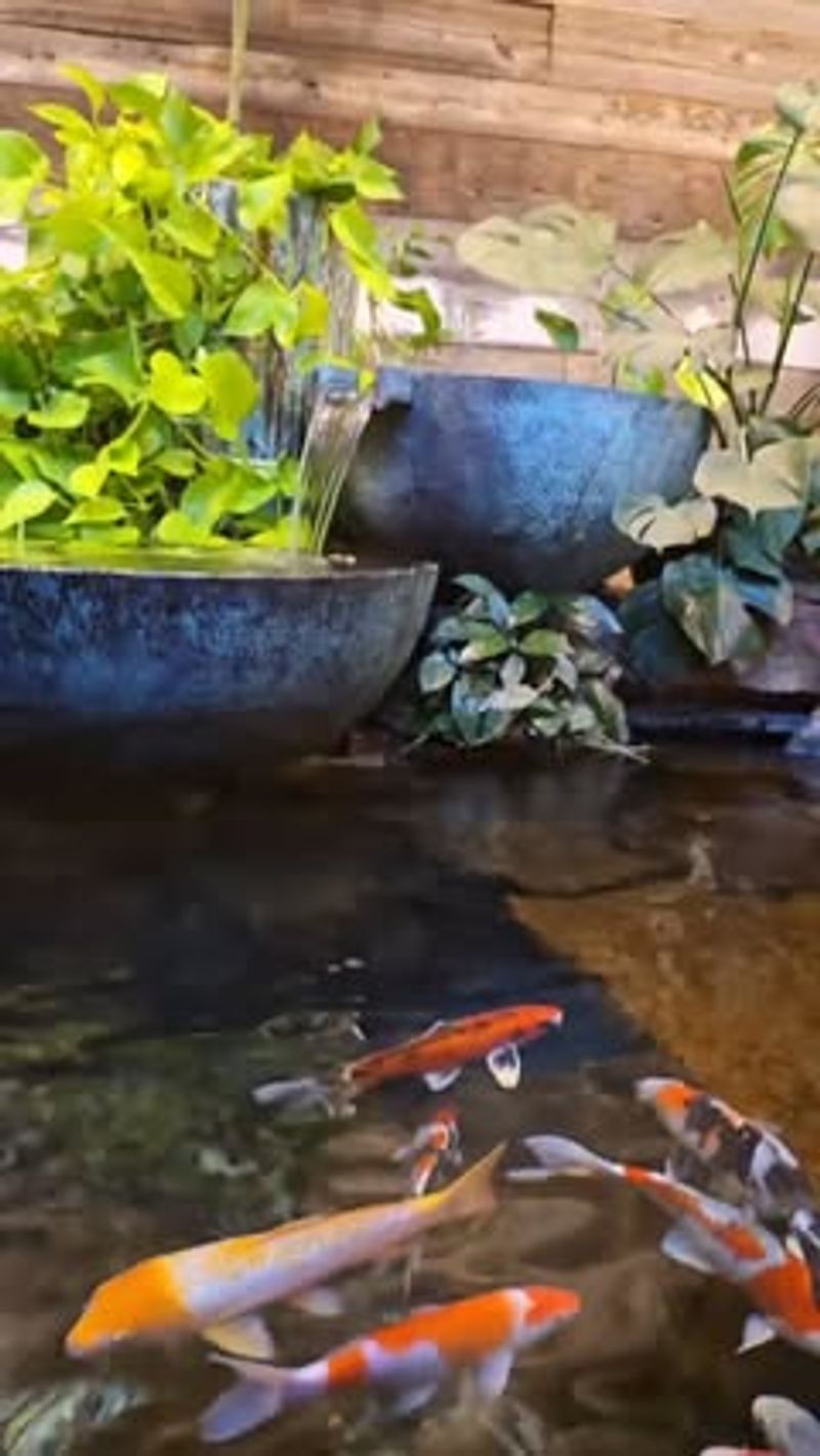 Koi Pond Paradise