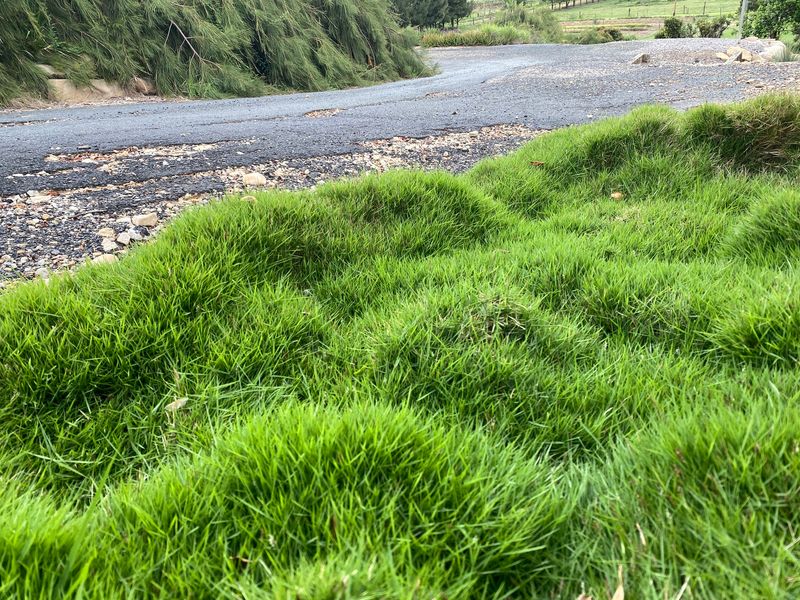 Requires Less Frequent Mowing