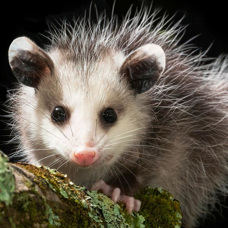 Protected Wildlife in South Carolina