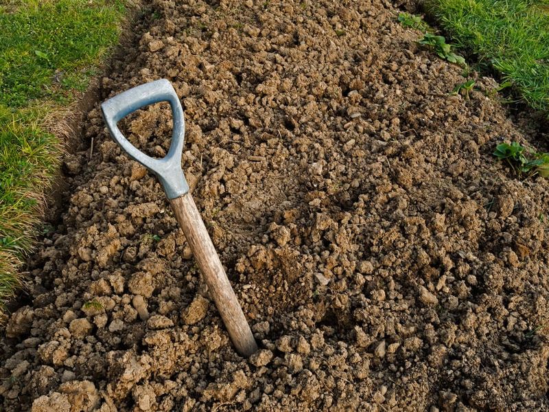 In Heavy Clay Soil Without Amendments