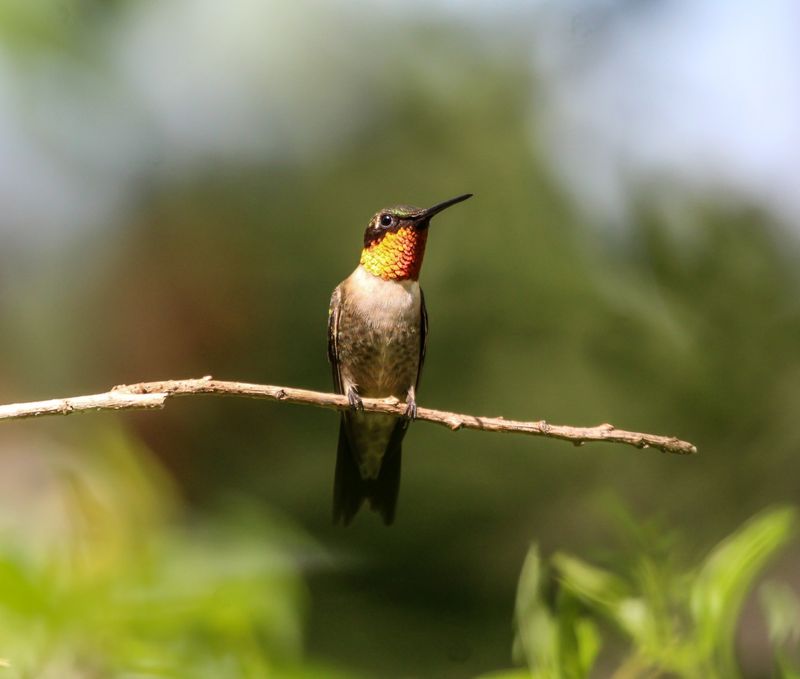 Perfect Timing for Migrating Hummingbirds