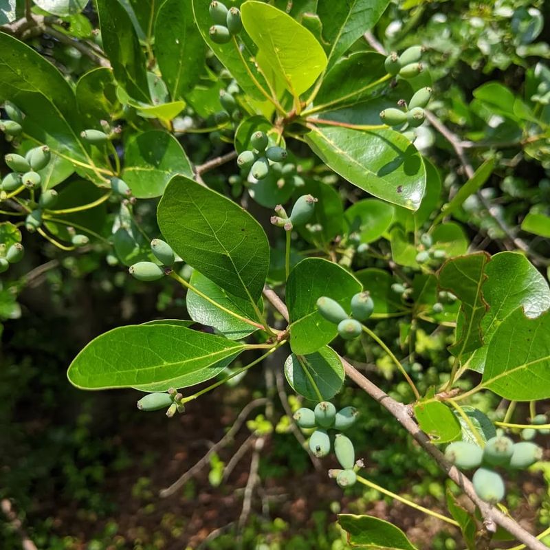Berry Buffet For Migrating Birds