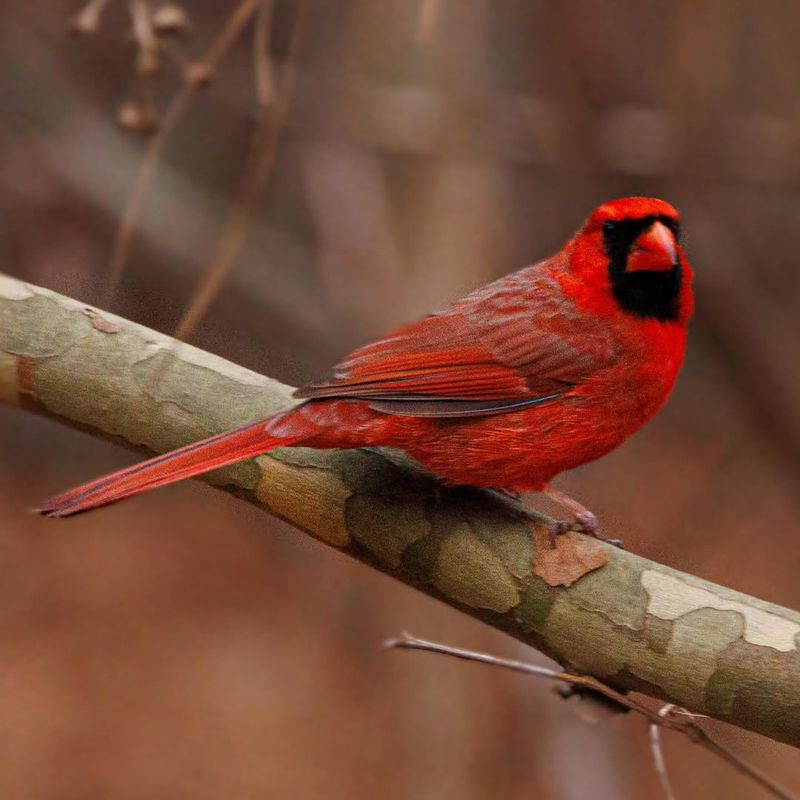 Berry Buffet For Feathered Friends