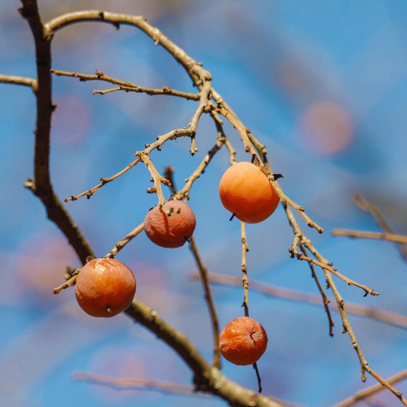 Persimmon Trees
