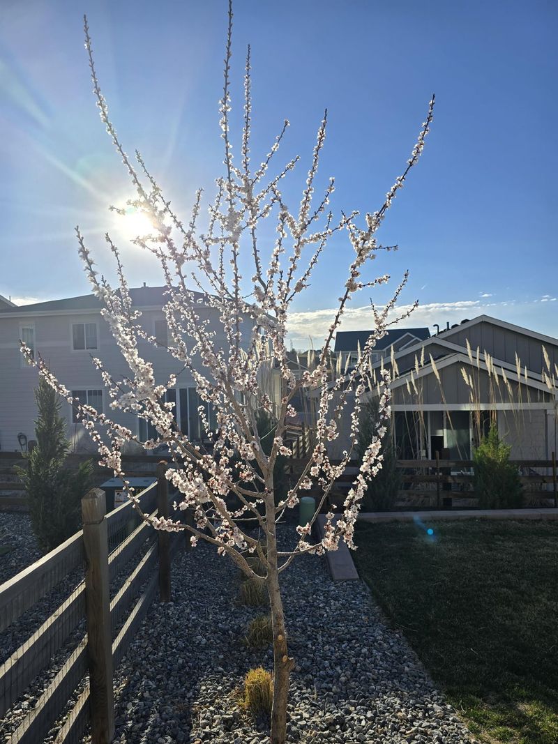 Apricot Trees That Bloom Too Early