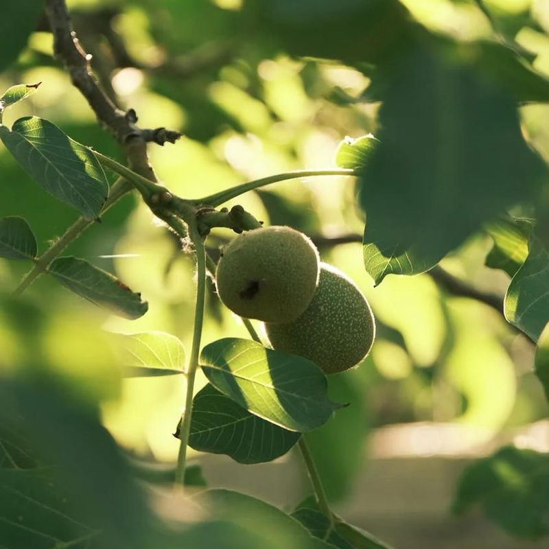 Walnut Trees