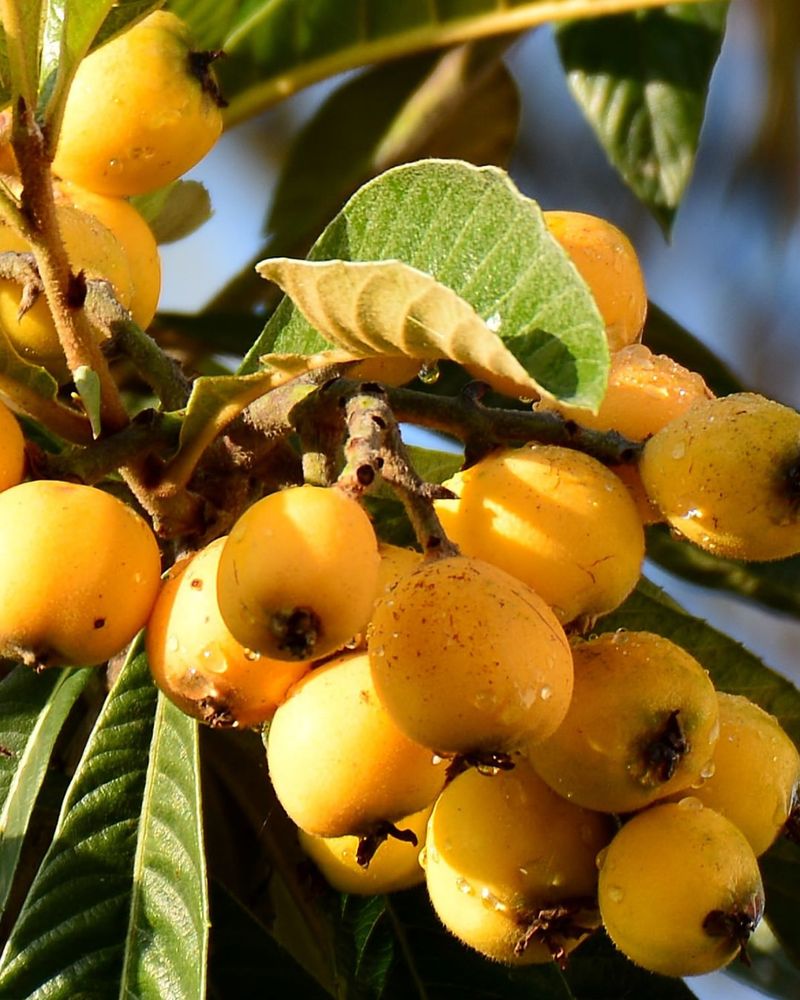 Loquat