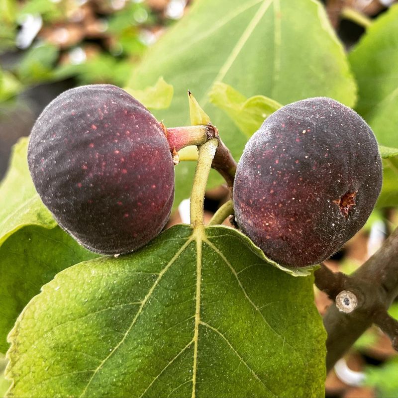 Figs: Ancient Mediterranean Treasures