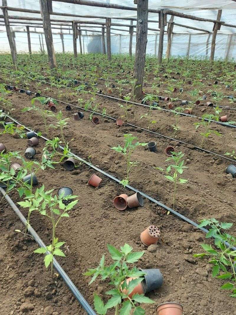 Strategic Watering Habits