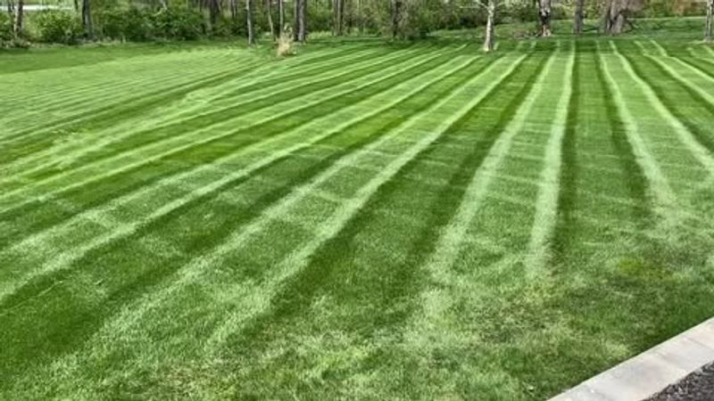 Over-controlling Summer Weeds